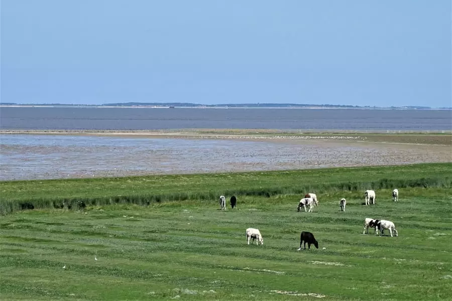 Cycle route Northeast Friesland and Wadden Sea